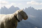 In der Provinz Belluno gealpte Rinder, Ziegen und Schafe, die aus Südtirol stammen, dürfen derzeit wegen der dort ausgebrochenen Blauzungenkrankheit nicht in ihre heimischen Ställe zurück. 