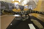 Fino al 18 settembre è visitabile al Museo di Scienze Naturali dell’Alto Adige la mostra “DinoMiti” sui rettili fossili e orme di dinosauri delle Dolomiti