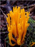 Calocera viscosa - Foto: Claudio Rossi