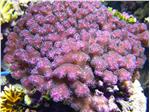 Un esemplare di Pocillopora verrucosa