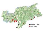 Dove si trovano lupi e orsi? Ecco la mappa dei luoghi in cui sono state rinvenute tracce dei grandi predatori Foto Usp