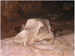 1987 wurden in der Conturines-Höhle unzählige Knochen, darunter auch dieser Schädel des Höhlenbären, gefunden, der vor rund 50.000 Jahren in dieser Gegend lebte (FOTO: Vito Zingerle)