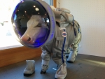 Stella, die erste Kuh im Weltraum, ist am Samstag, 4. Oktober, erstmals im Planetarium Südtirol zu sehen