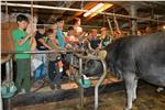 Eine lebendige Kuh im Stall ist für die Teilnehmer der Camps in Langtaufers eine beeindruckende Attraktion. Foto: Wolfgang Thöni
