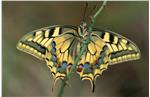 Kann ein Schmetterling riechen oder hören? Diesen und anderen Fragen über Schmetterlinge geht der Vortrag im Naturmuseum nach. Foto: LPA/Georg Kantioler