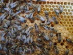 Il 10 aprile inizia un Corso di apicoltura alla Scuola professionale di Laives