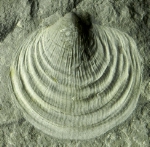 Pedies fossiles sön le tru geologich de Bula (Foto: Museum Ladin)