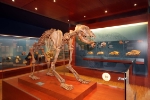 Museum Ladin: „Millionenshow“ sön l’Ursus ladinicus a La Ila ai 10 de novëmber.