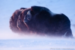 Tiers salvari tl’Alaska. (FOTO: © Florian Schulz  visionwildnis.com)
