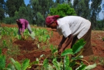 N’agricoltöra persistënta (chilò tl’Ethiopia) dess gnì sovenzionada cun l’aiüt de proiec de organisaziuns dl Südtirol (Foto: Diozeja Balsan Porsenù)  