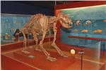 L’atraziun prinzipala dl Museum Ladin Ursus ladinicus é le schelet dla laurs preistorica che á viüt dan da presciapüch 40.000 agn tl ander de Conturines.