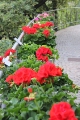 Pelargonienschau auf der Sissi-Promenade