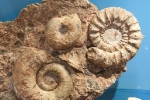 Geologie der Dolomiten im Museum Ladin: Fossilien aus den Dolomiten