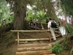 Im Wald bei Schloss Wolfsthurn